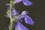 Southern lobelia